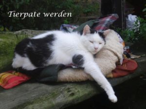 Werden Sie Tierpate