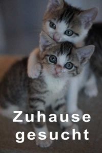 Süße Katzen abzugeben