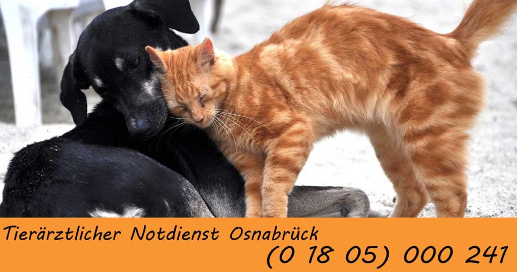 Tierärztlicher Notdienst in Osnabrück